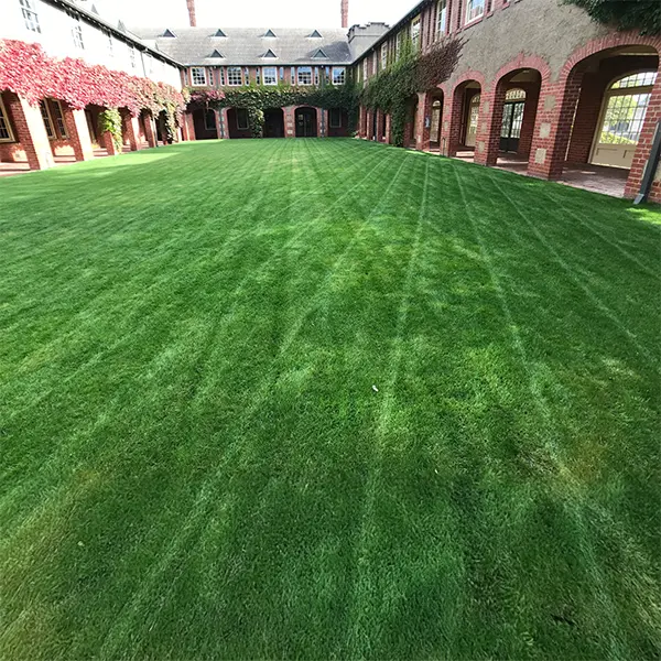 Criss cross pattern on green college lawn